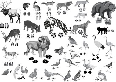 grey birds and animals with tracks clipart