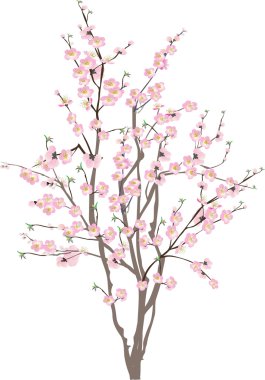 isolated cherry tree with pink flowers clipart