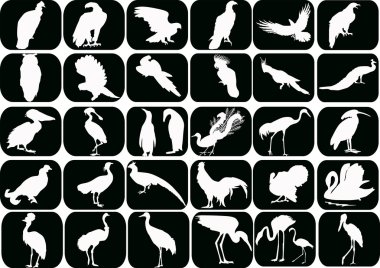 set of white birds isolated on black clipart