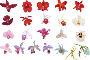 Yirmi iki izole orkide