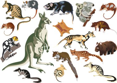 set of marsupial animals isolated on white clipart