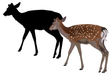 small deer with shadow on white clipart