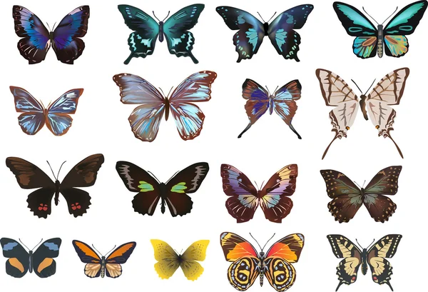 Sada sedmnácti motýlů na bílém pozadí — Stockový vektor
