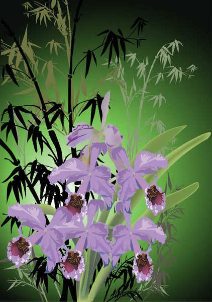 Lichte violet orchideeën en groene bamboe — Stockvector