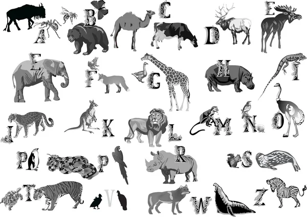 Grå djur alfabetet — Stock vektor