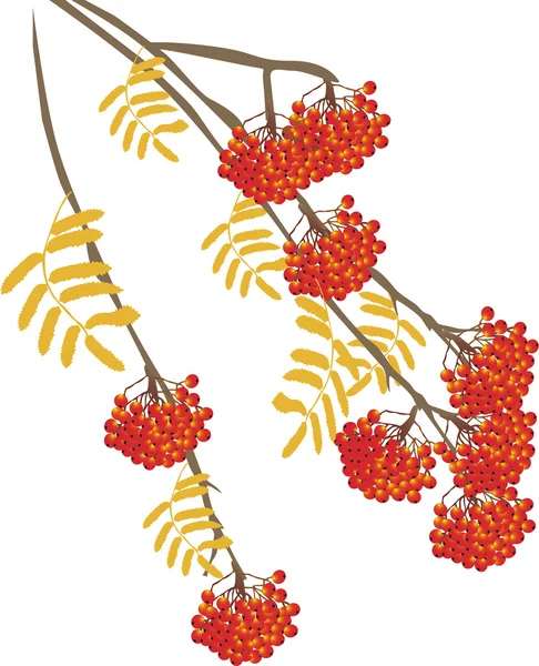 Rowanberry aislado sobre fondo blanco ilustración — Archivo Imágenes Vectoriales