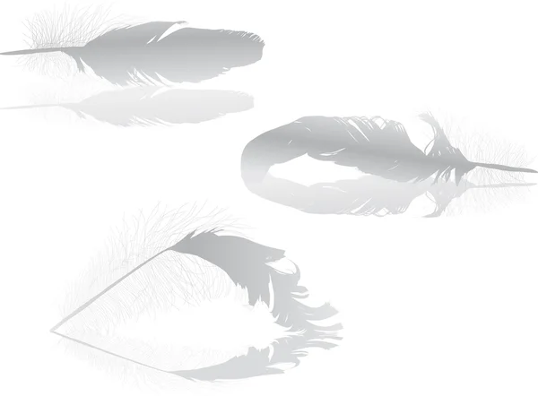 Drie licht grijze veren met reflecties — Stockvector