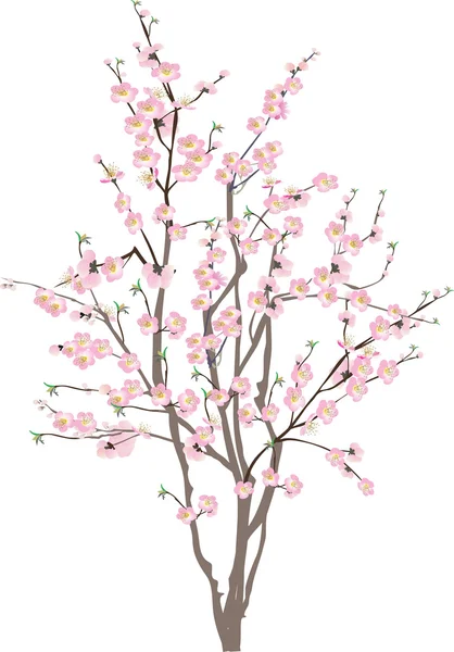 Árvore de cereja isolada com flores rosa —  Vetores de Stock