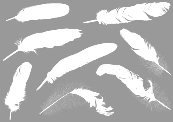 Acht weiße Federn auf grau — Stockvektor