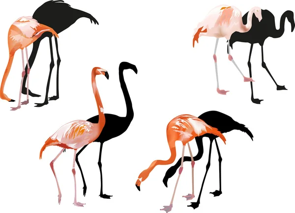 Quatro flamingo rosa no branco — Vetor de Stock
