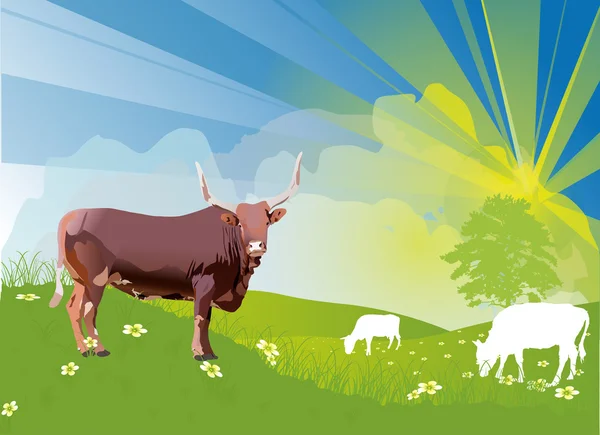 Bull on green field — Stock Vector