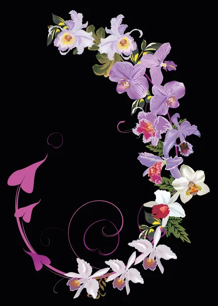 Decoración de la orquídea rizo aislado en negro — Archivo Imágenes Vectoriales