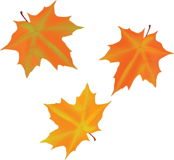 Illustration with three autumn maple leaves — Stock Vector