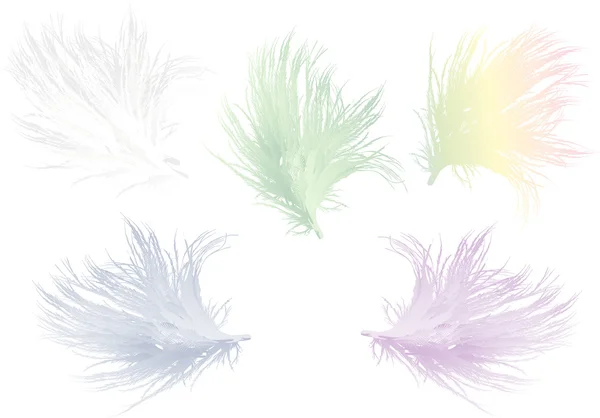 Five color feathers isolated on white — Stock Vector