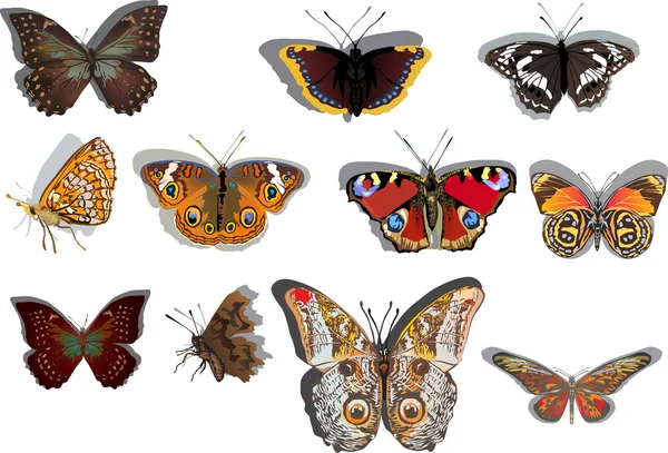 Одинадцять помаранчевих і коричневих метеликів — стоковий вектор