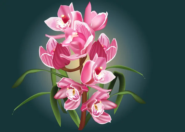Hermosa rama de flor de orquídea rosa — Vector de stock