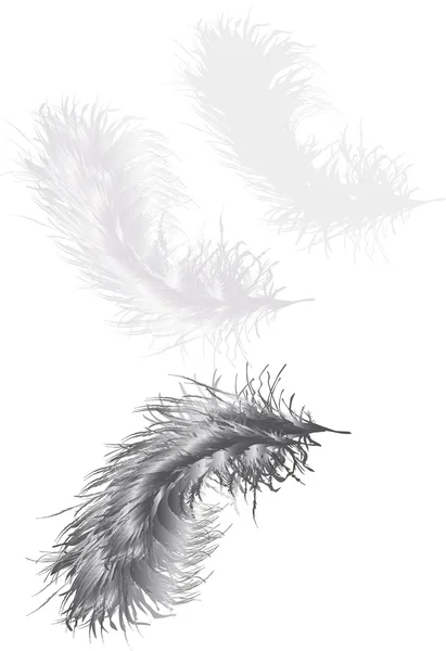 Illustration avec trois plumes grises — Image vectorielle