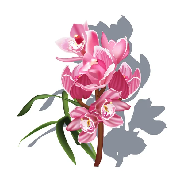Ramo de orquídea rosa com sombra — Vetor de Stock
