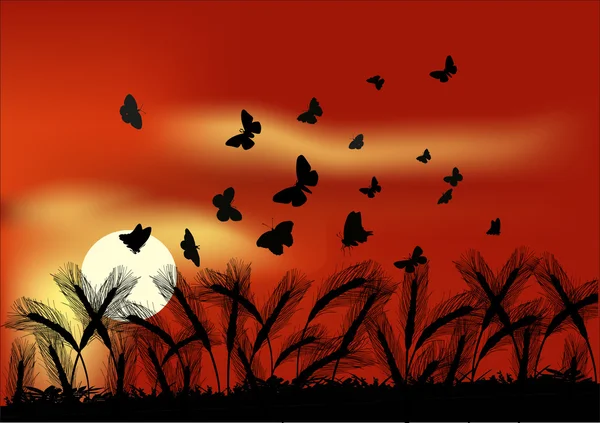 Vete fält och fjärilar i solnedgången — Stock vektor