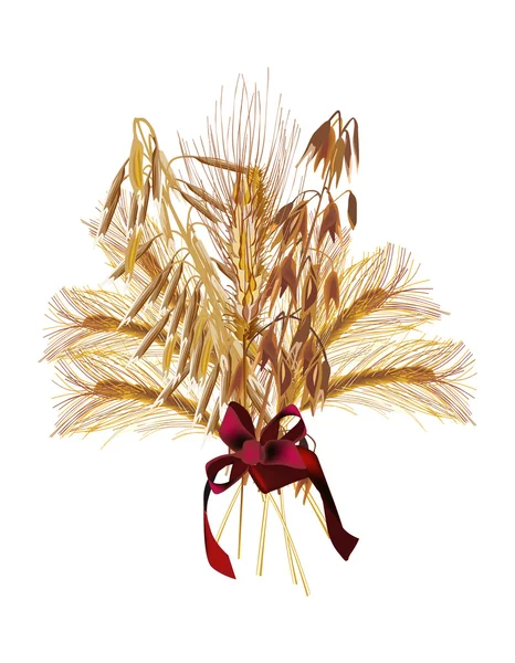 Altın yulaf ve buğday — Stok Vektör