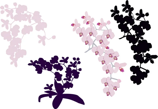 Изолированная коллекция орхидей — стоковый вектор