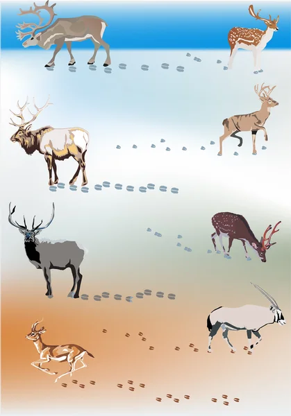 Set of color deers and its tracks — Stock Vector