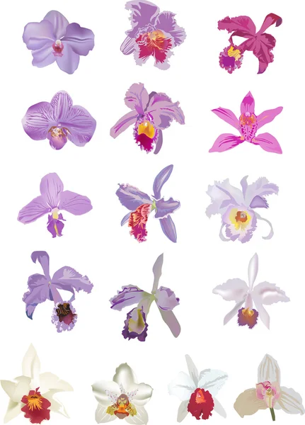 Dezesseis orquídeas brancas lilás — Vetor de Stock