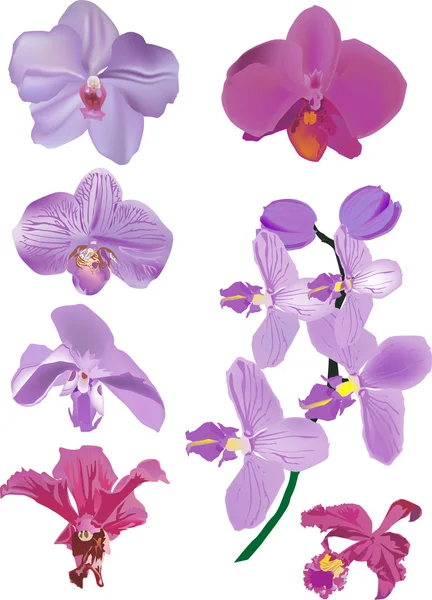 Colección de flores de orquídea violeta aislada — Vector de stock