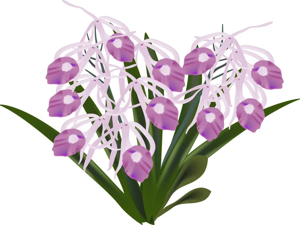 Isolerade bush av rosa orkidéer — Stock vektor