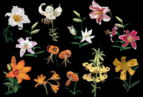Ізольовані на чорній колекції квітів лілії — стоковий вектор