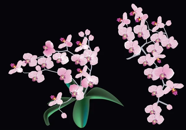 Pink orchids inflorescences on black — Stock Vector