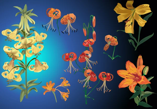 Коллекция ярких цветов лилии на голубом — стоковый вектор