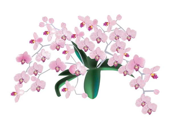 Großer Bund rosa Orchideenblüten — Stockvektor