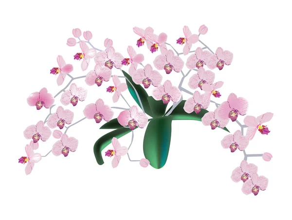 stock vector large bunch of pink orchid flowers