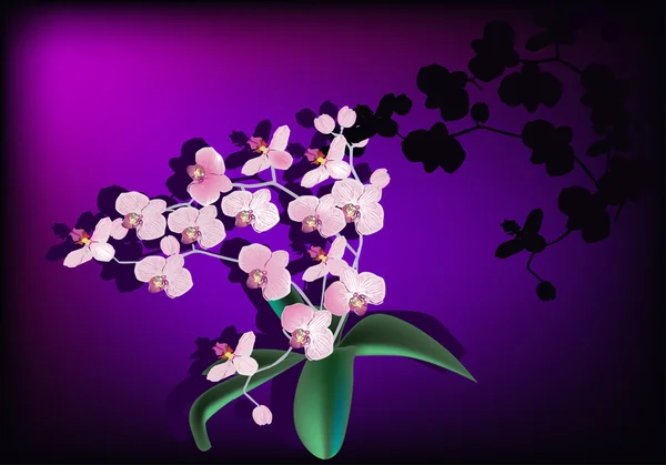 Rosa Orchideenzweig auf dunklem lila Hintergrund — Stockvektor