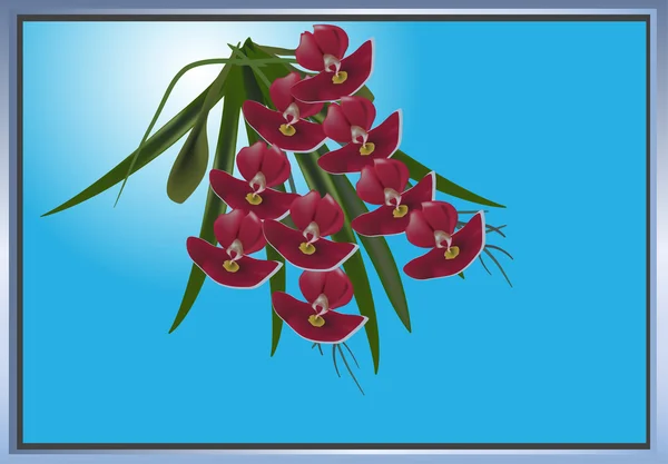 Κόκκινο ορχιδέα λουλούδια σε μπλε πλαίσιο — Διανυσματικό Αρχείο