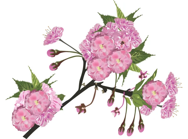 Sakura větev s růžovými květy — Stockový vektor