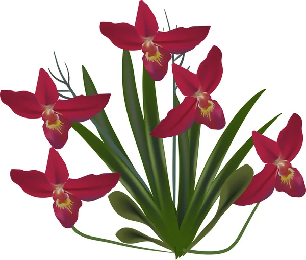Arbusto isolado de orquídeas vermelhas — Vetor de Stock
