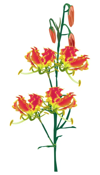 Červené izolované lily ilustrace — Stockový vektor
