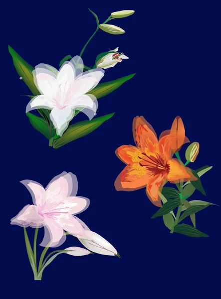 Drie lily bloemen op donkerblauw — Stockvector