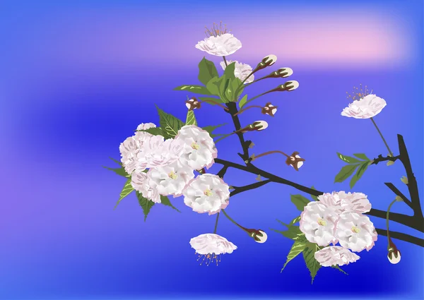 Rama sakura blanco en el cielo azul oscuro — Stockvector