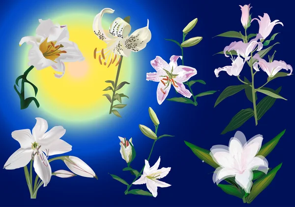 Kollektion weißer Lilien auf blau — Stockvektor