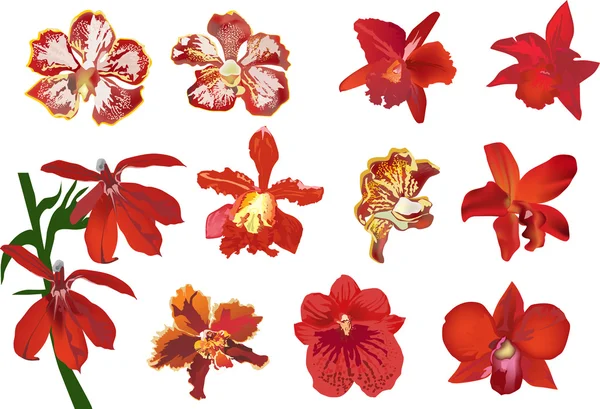 Conjunto de doce orquídeas rojas — Archivo Imágenes Vectoriales