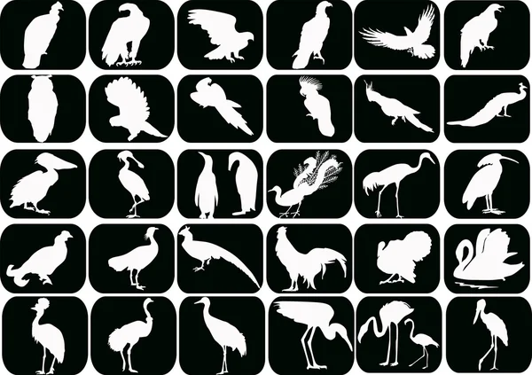 Conjunto de aves blancas aisladas en negro — Vector de stock