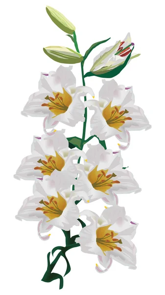 Lichte lily met veel bloemen — Stok Vektör