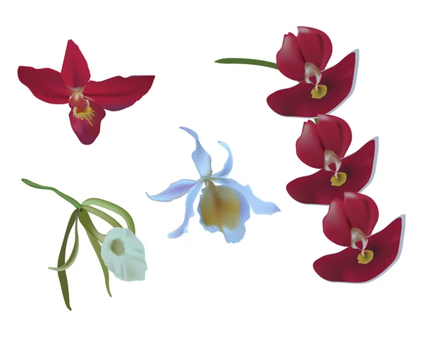 Aislado orquídeas flores rojas y blancas — Stok Vektör