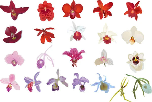Veintidós orquídeas aisladas — Vector de stock