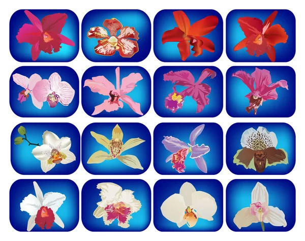 Satz von sechzehn Orchideenblumen auf blauem Grund — Stockvektor