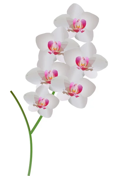 White and pink orchid branch — Stock Vector