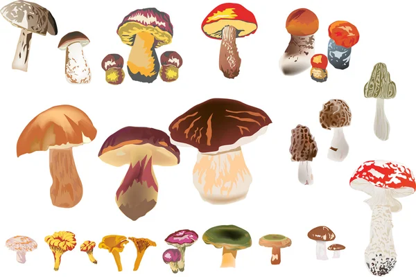 Serie di funghi a colori isolati — Vettoriale Stock